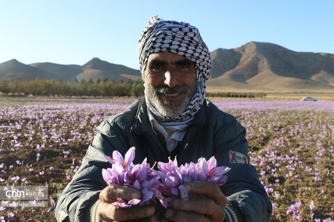 آغاز برداشت  زعفران طلای سرخ تربت حیدریه