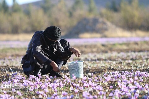 آغاز برداشت  زعفران طلای سرخ تربت حیدریه