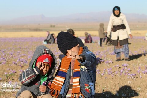 آغاز برداشت  زعفران طلای سرخ تربت حیدریه