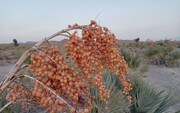 گنجی طبیعی در خدمت صنایع‌دستی سیستان و بلوچستان/ داز؛ میراثی ماندگار در اقتصاد و طبیعت