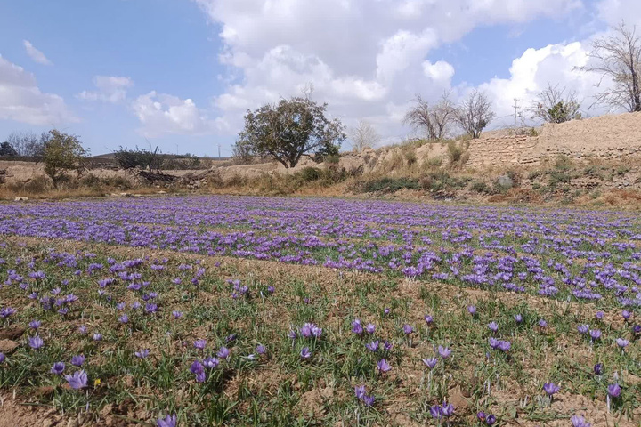 آغاز برداشت زعفران در طرق‌رود نطنز/ رویدادی ثبت‌شده در تقویم گردشگری کشور