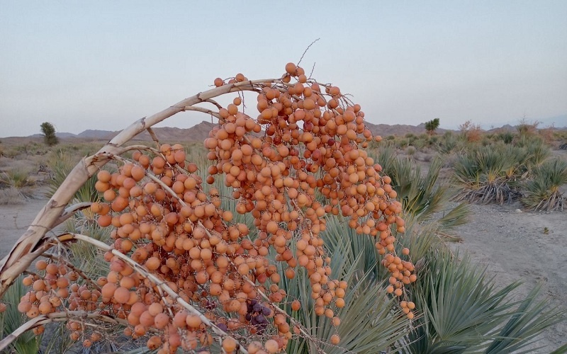 گنجی طبیعی در خدمت صنایع‌دستی سیستان و بلوچستان/ داز؛ میراثی ماندگار در اقتصاد و طبیعت