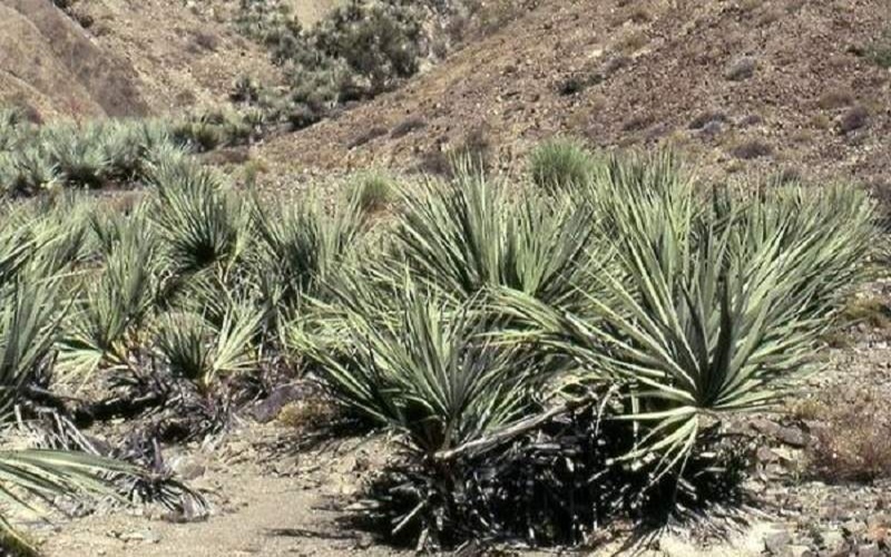 گنجی طبیعی در خدمت صنایعدستی سیستان و بلوچستان/ داز؛ میراثی ماندگار در اقتصاد و طبیعت