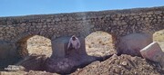 آغاز عملیات مرمت ریشه‌های ۱۲ پل تاریخی روستای برکوئیه بافق