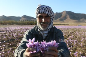 برداشت زعفران در شهرستان گناباد