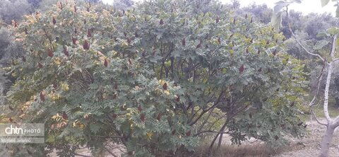 قرمز ناب طارم؛ آغاز فصل برداشت سماق در باغات شهرستان طارم