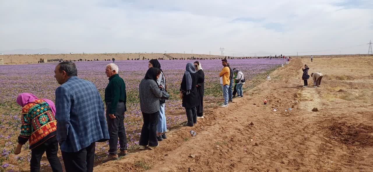برگزاری تور گردشگری زعفران در شهرستان زاوه با حضور کمپرداران و علاقهمندان به طبیعتگردی