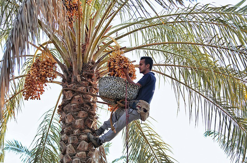  برداشت رطب و خرما در  بوشهر