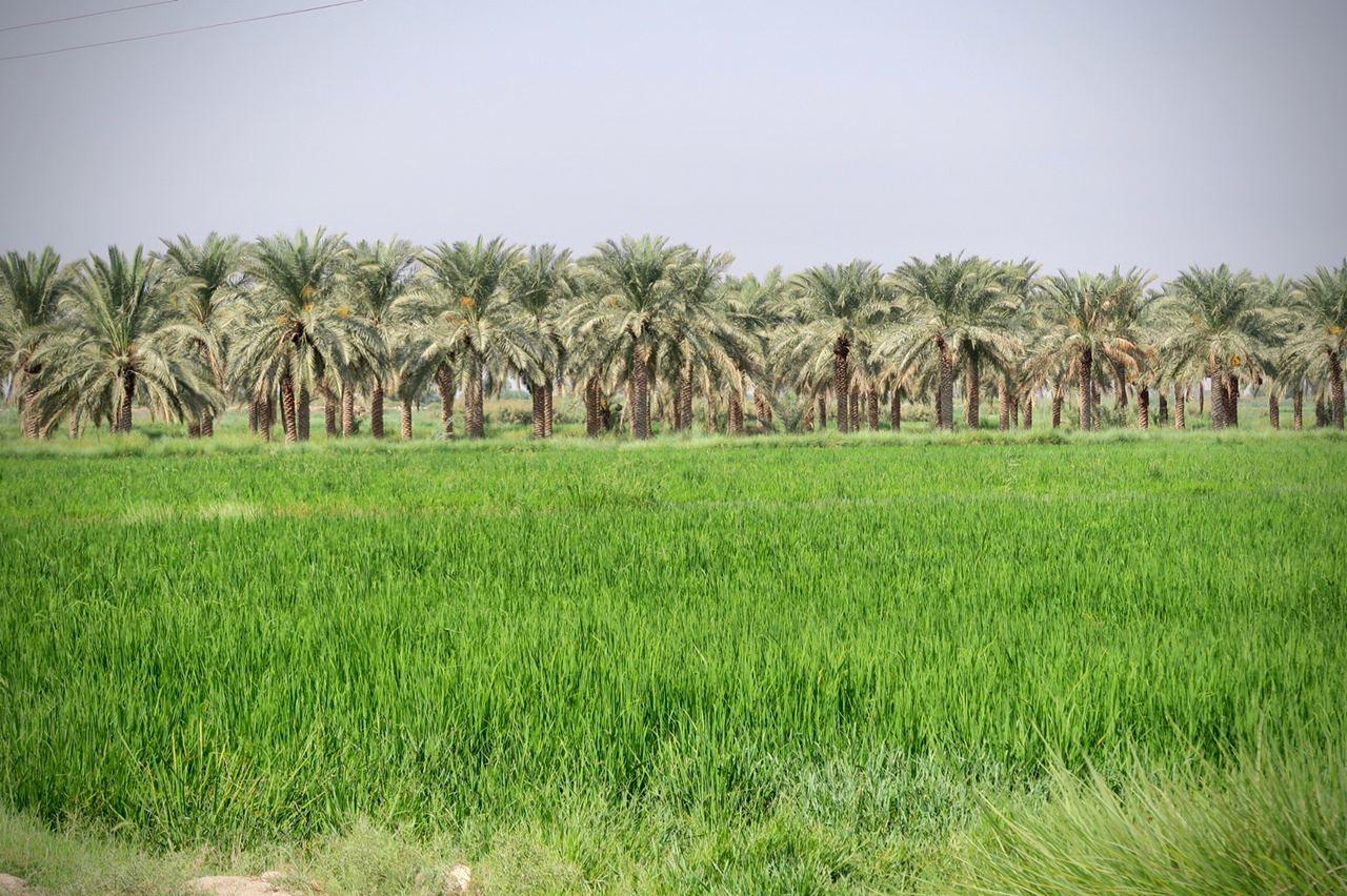 گردشگری کشاورزی، گنجینه‌ای گران‌بها در رونق روستاهای خوزستان