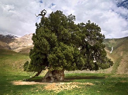 تعیین عرصه و حریم درخت  2700 ساله در شهرستانک