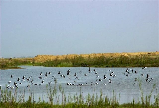برنامه‌های روز ملی پرنده‌نگری در البرز اعلام شد