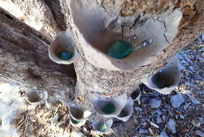 سقزگیری از درخت بنه در کردستان