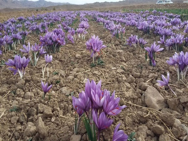 توسعه گردشگری کشاورزی در زنجان