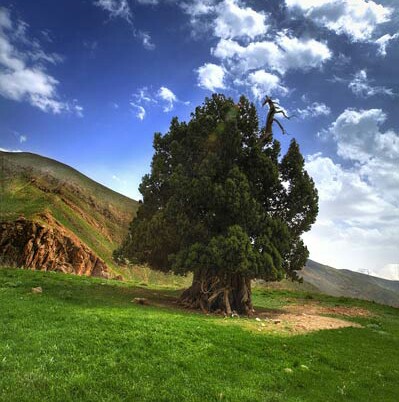 بررسی جایگاه درخت، موهبت سبز در طول تاریخ ایران زمین
