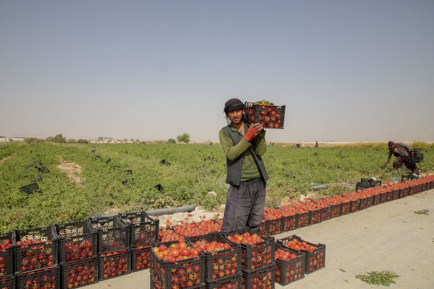مزارع کشاورزی، مقصدی نو در گردشگری بوشهر