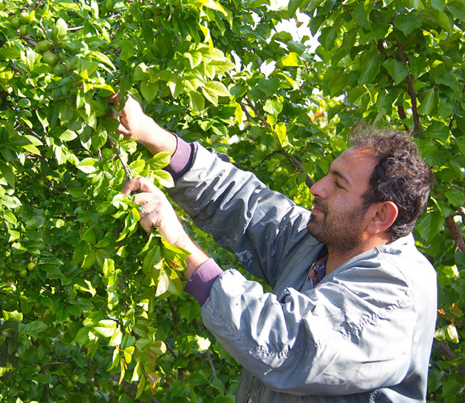 مسابقه عکس برداشت میوه از باغات شهریار برگزار می‌شود