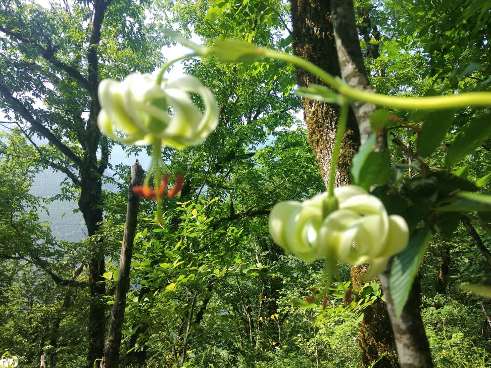 شناسایی گل سوسن چلچراغ در مناطق جنگلی شهرستان املش