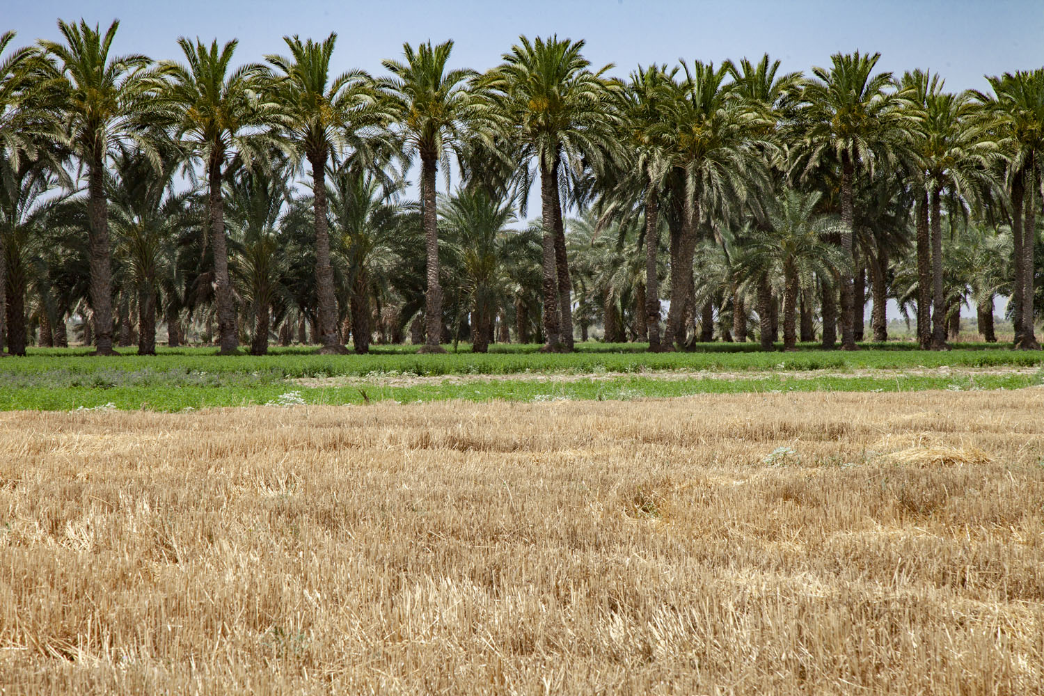 تالاب نمردیان، ناشناخته ای در دل کویر