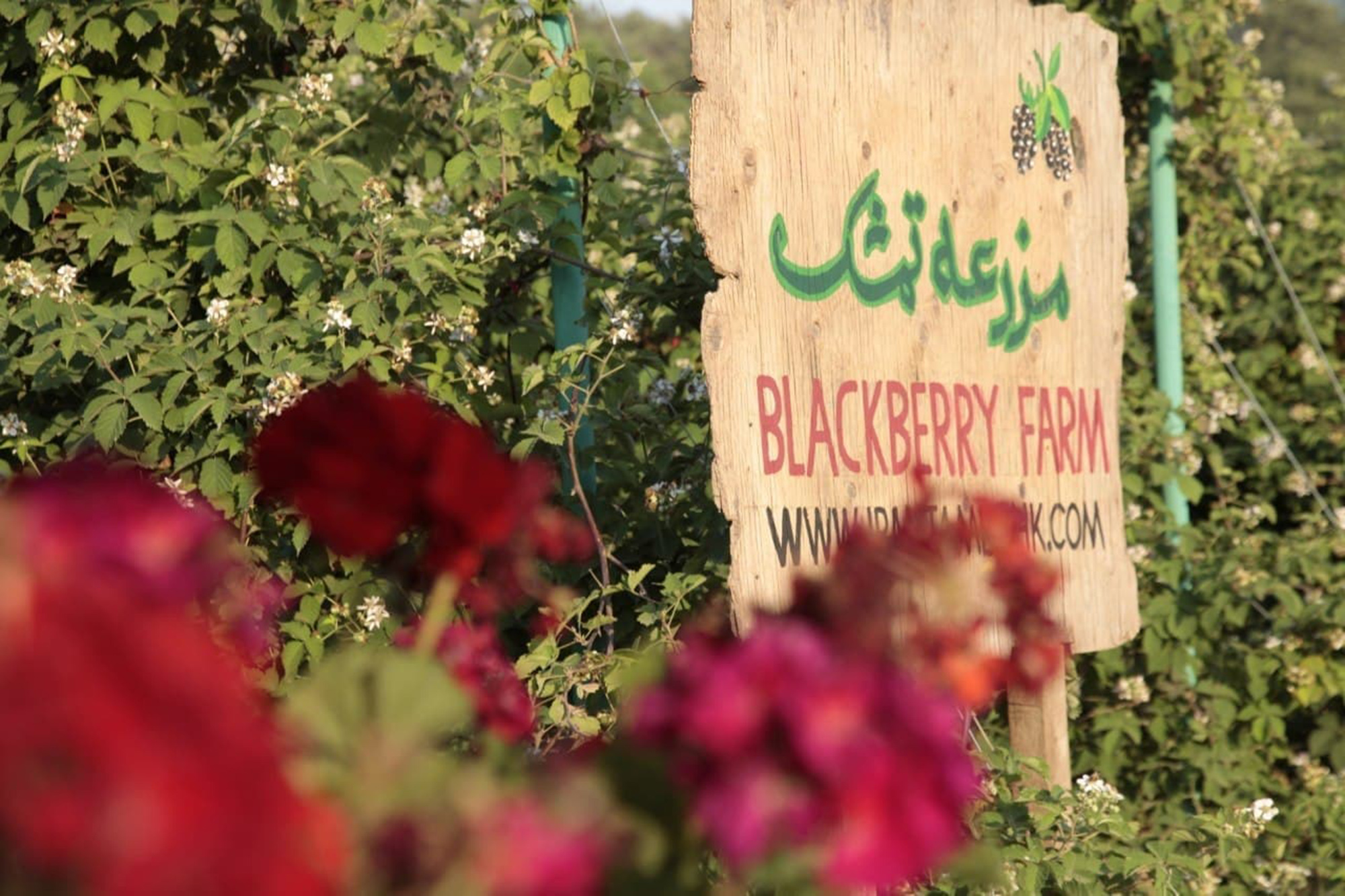 فعالیت 7 مزرعه گردشگری در استان گلستان