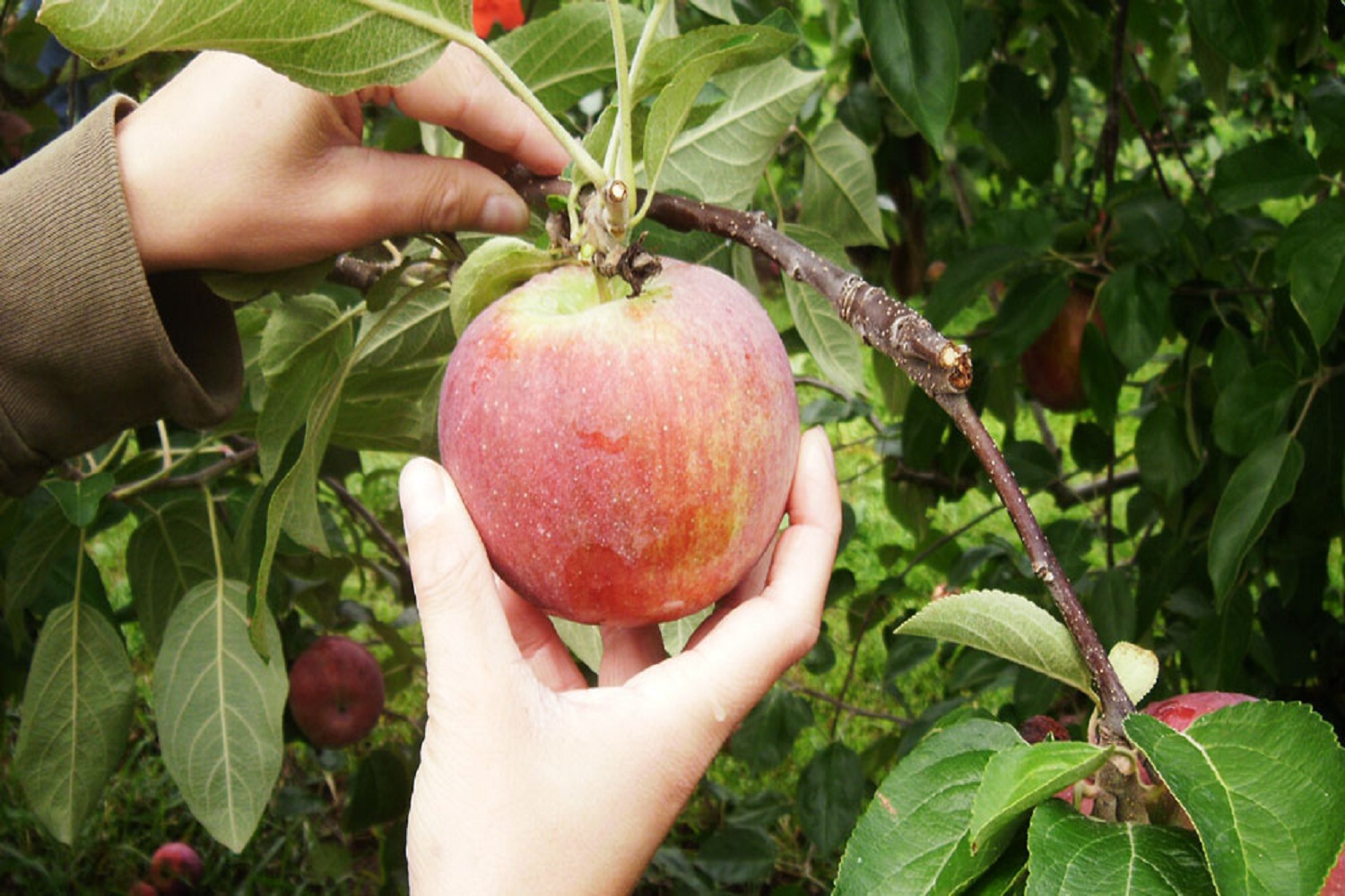 آیین برداشت میوه‌های پاییزه در دماوند برگزار می‌شود