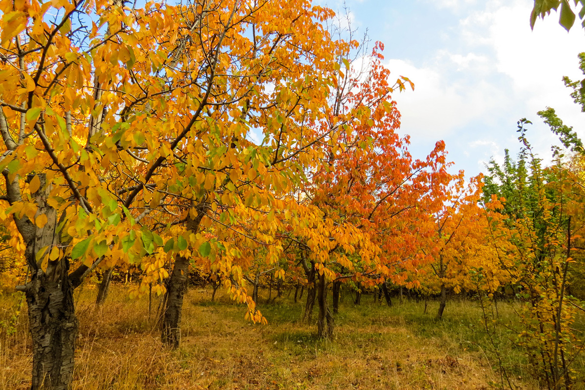 پاییز هزار رنگ همدان