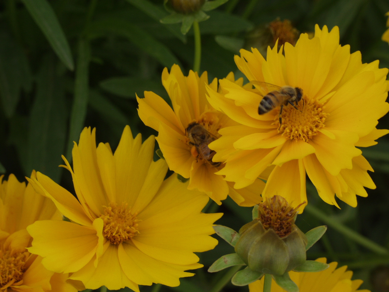 مزارع پرورش زنبور عسل در خراسان شمالی