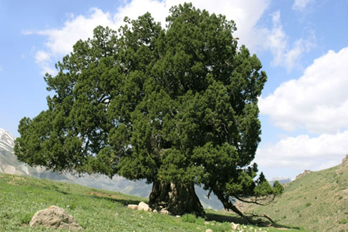 سامان‌دهی و حفاظت درخت کهنسال ارس در شهرستانک کرج