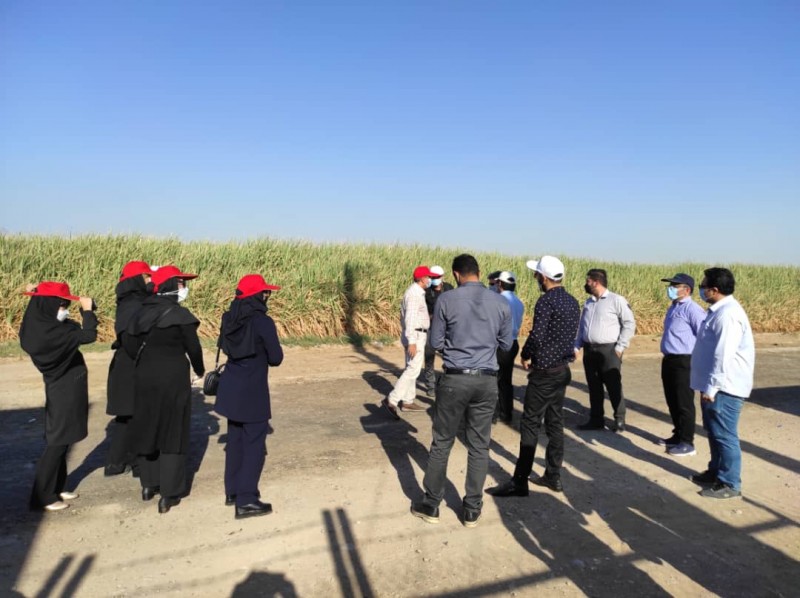 گردشگری در واحدهای کشت و صنعت نیشکر خوزستان رونق می‌گیرد