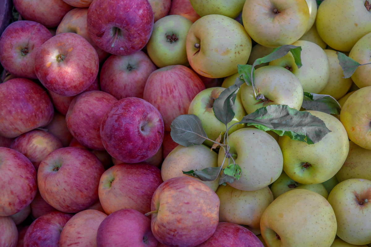 برداشت سیب از باغات سپیدان