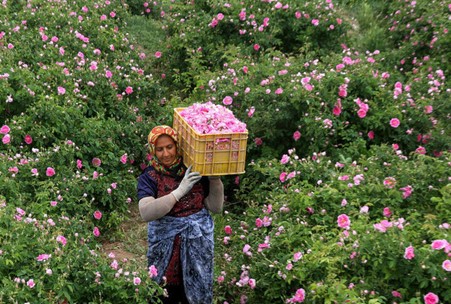ظرفیت ارزشمند گردشگری کشاورزی در آذربایجان شرقی