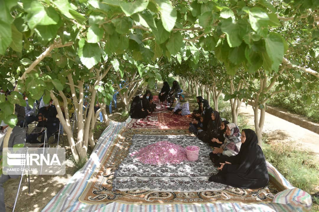 چهارمین جشنواره گردشگری گلاب‌گیری در روستای نهور زابل برگزار شد