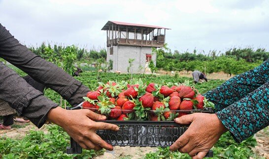 برگزاری جشنواره شکرانه برداشت توت‌فرنگی در رودبار