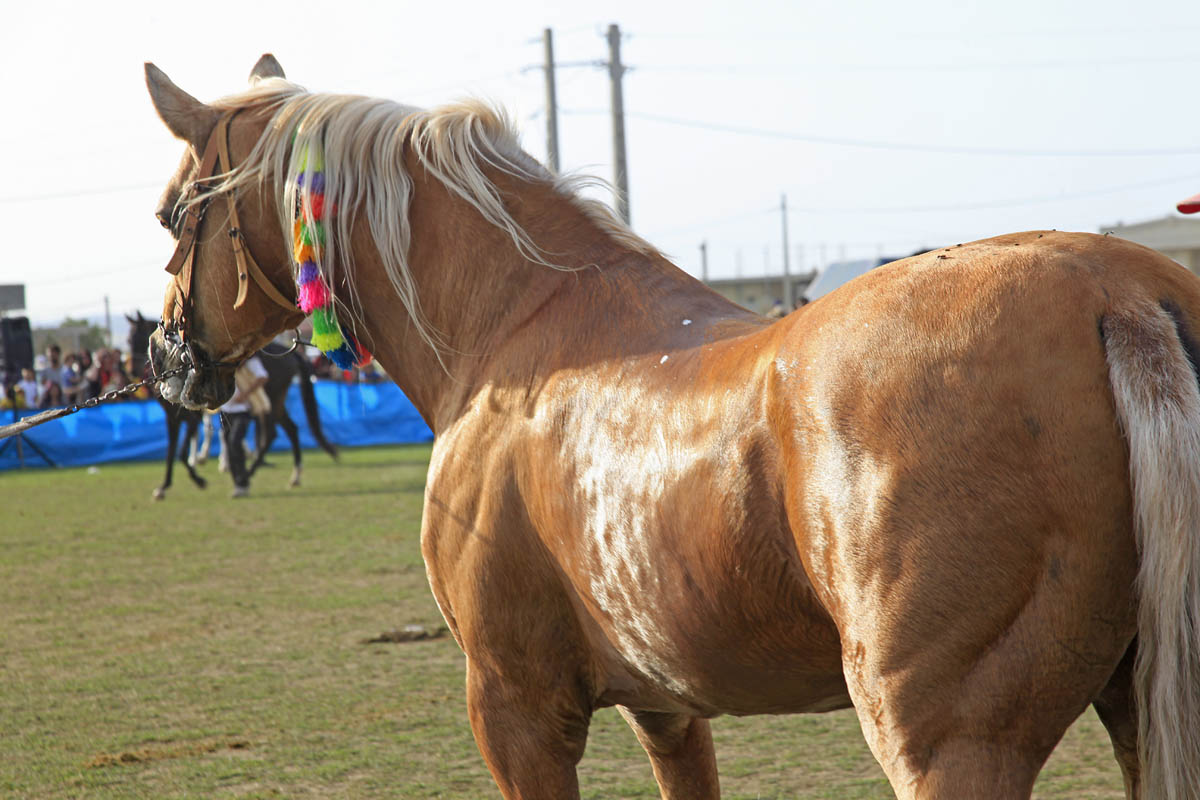 شانزدهمین جشنواره ملی زیبایی اسب ترکمن در صوفیان کلاله