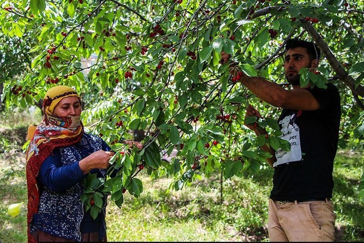 تصویب ۴ طرح گردشگری کشاورزی در آذربایجان شرقی