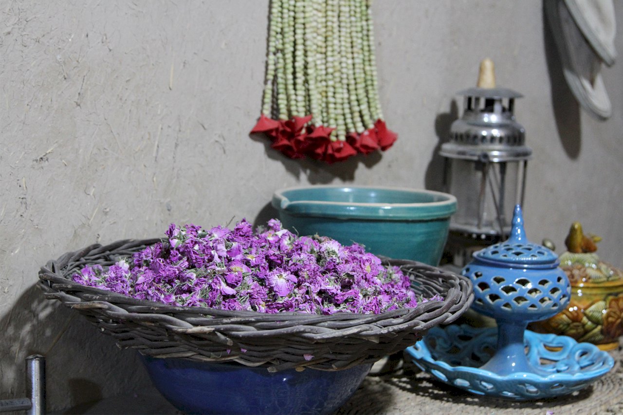 مراسم برداشت گل محمدی در ورامین