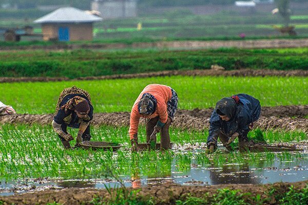 گردشگری کشاورزی در صومعه‌سرا گیلان تقویت می‌شود