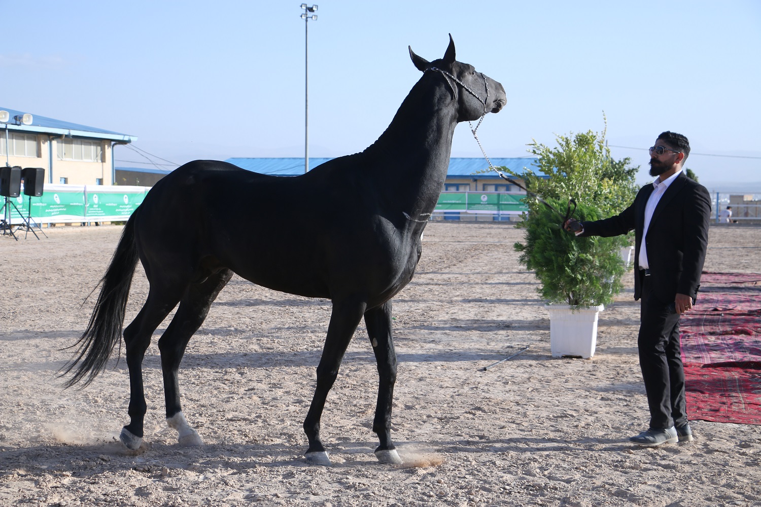 برگزاری چهارمین جشنواره ملی زیبایی اسب اصیل ترکمن