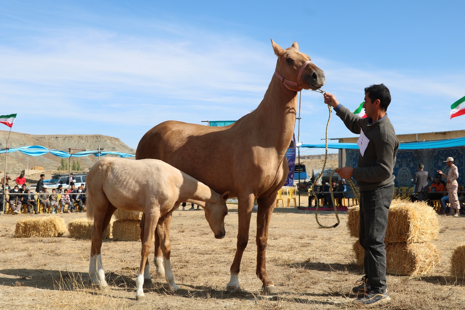 چهارمین جشنواره ملی زیبایی اسب اصیل ترکمن برگزار شد