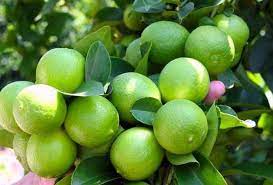 تولید 35 درصد از لیموی کشور در جهرم/ برپایی جشنواره برداشت لیمو در هفته گردشگری