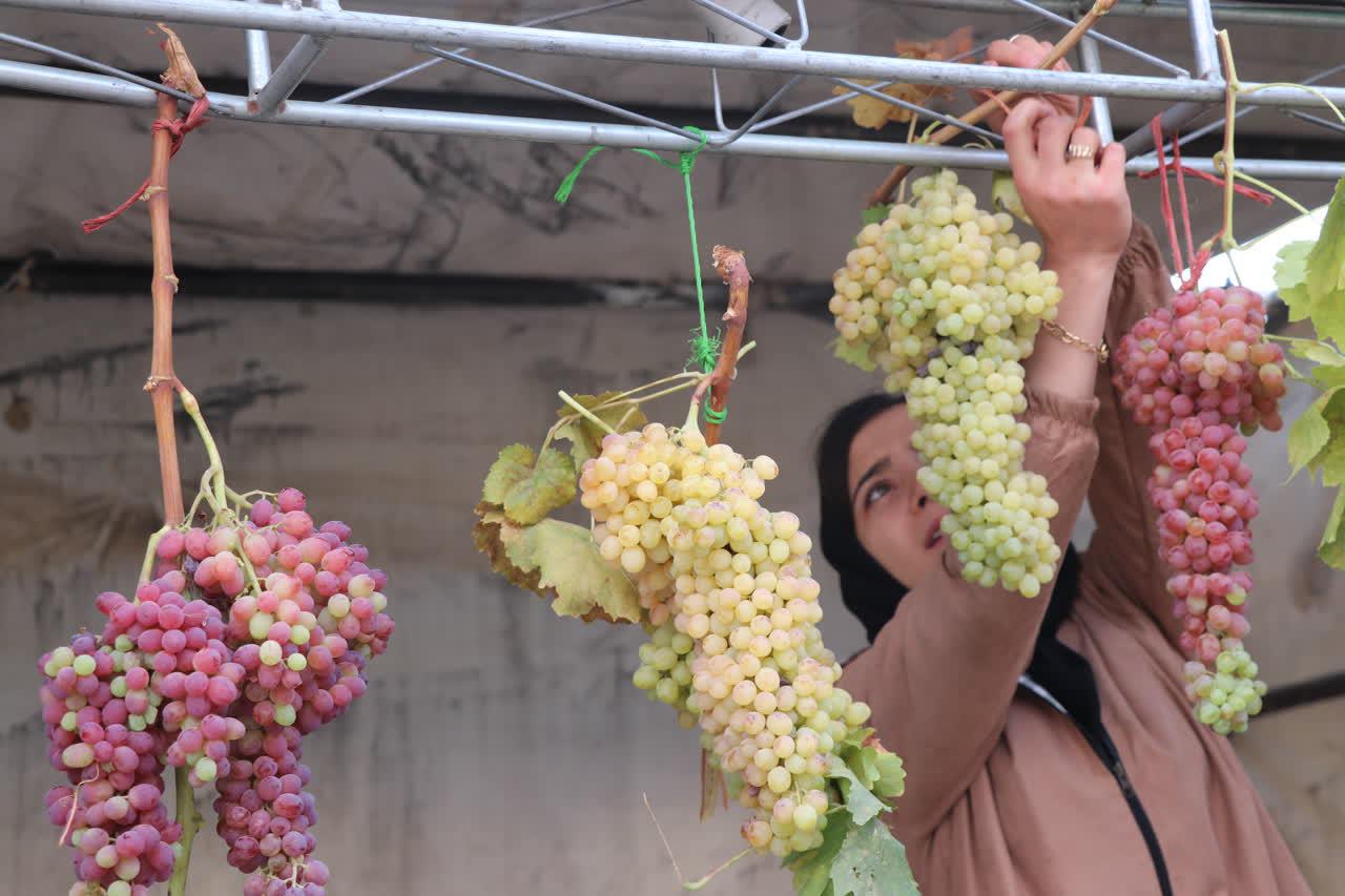 برگزاری جشنواره انگور هزاوه پس از 2 سال کرونایی