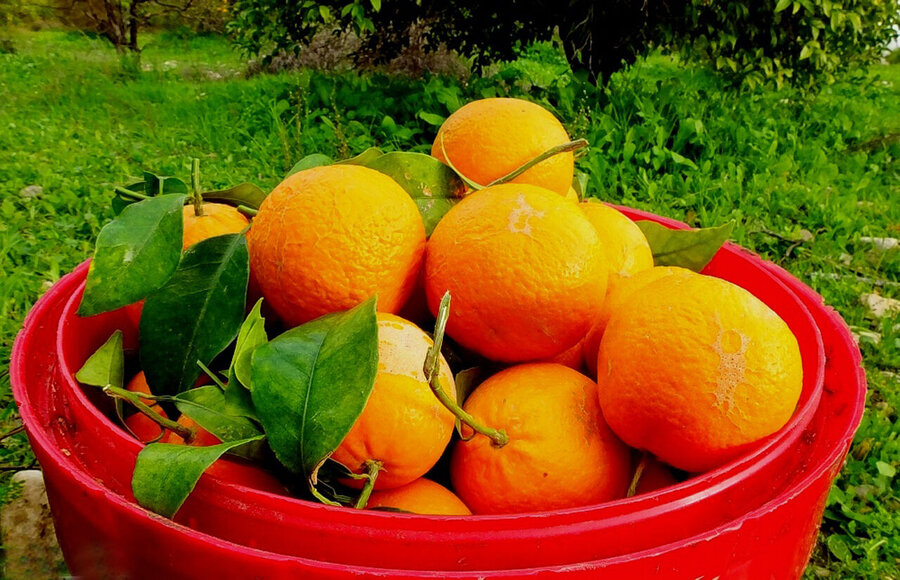 جشنواره پرتقال نقش مهمی در معرفی ظرفیت‌های شهرستان باشت دارد