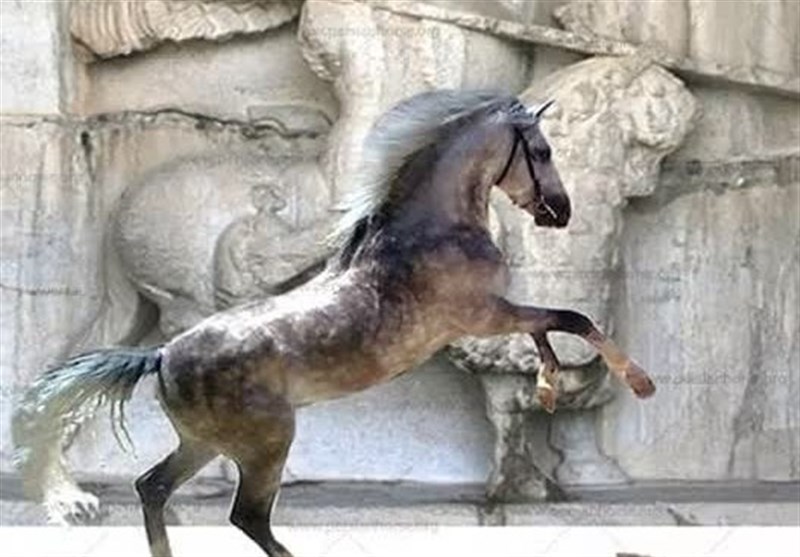 پرونده بین‌المللی ثبت جهانی اسب کُرد تکمیل می‌شود