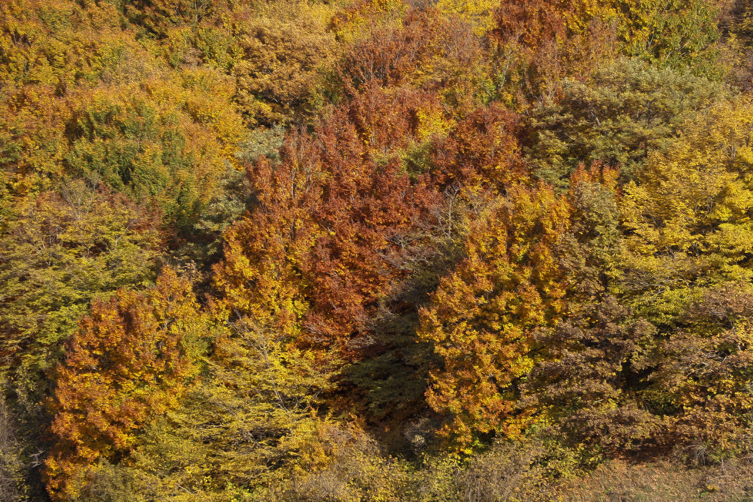 پاییز هزار رنگ جنگل فندقلو