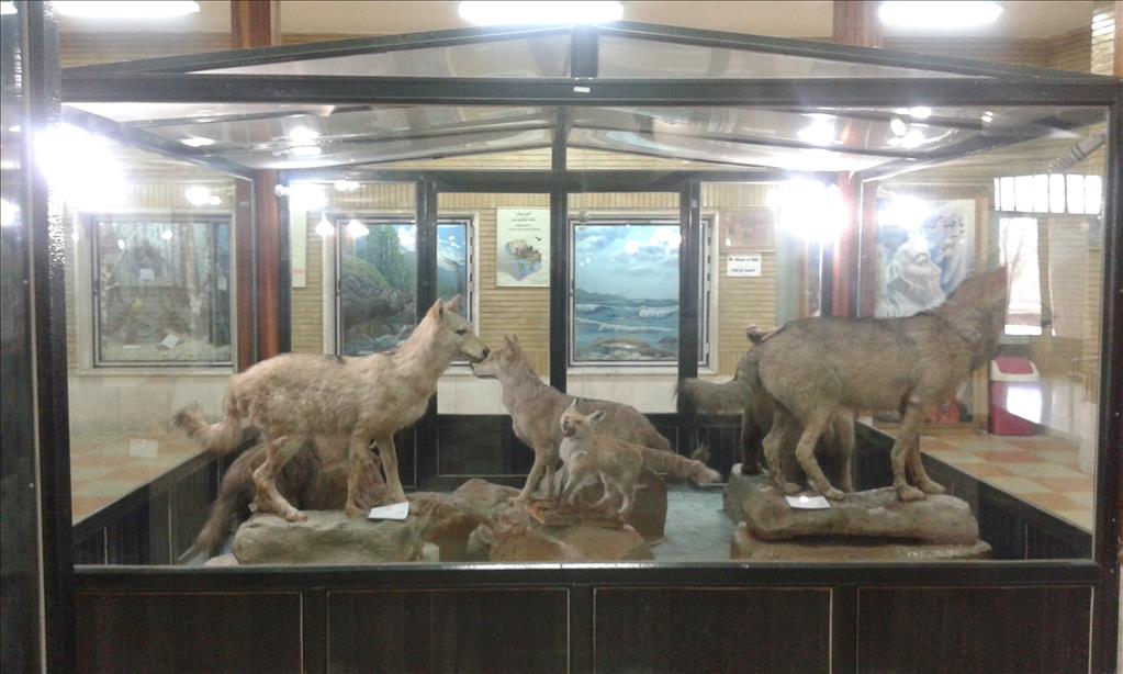 احداث بزرگ‌ترین موزه تاریخ طبیعی استان در شهرستان سراب