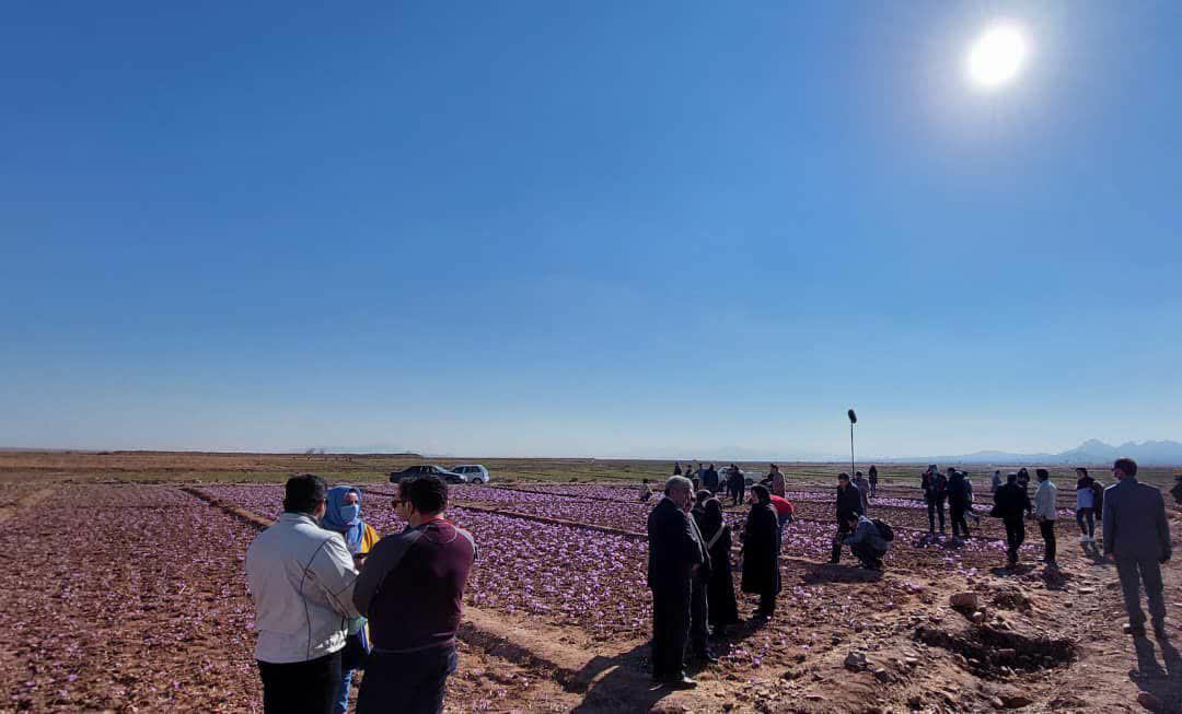 صدور نخستین پروانه بهره‌برداری گردشگری کشاورزی کشور با محوریت زعفران در زاوه