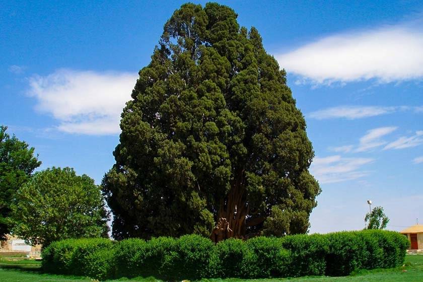 درختان استان یزد، جلوه‌ای ماندگار از پایداری در کویر/ کهن‌ترین موجودات جهان 