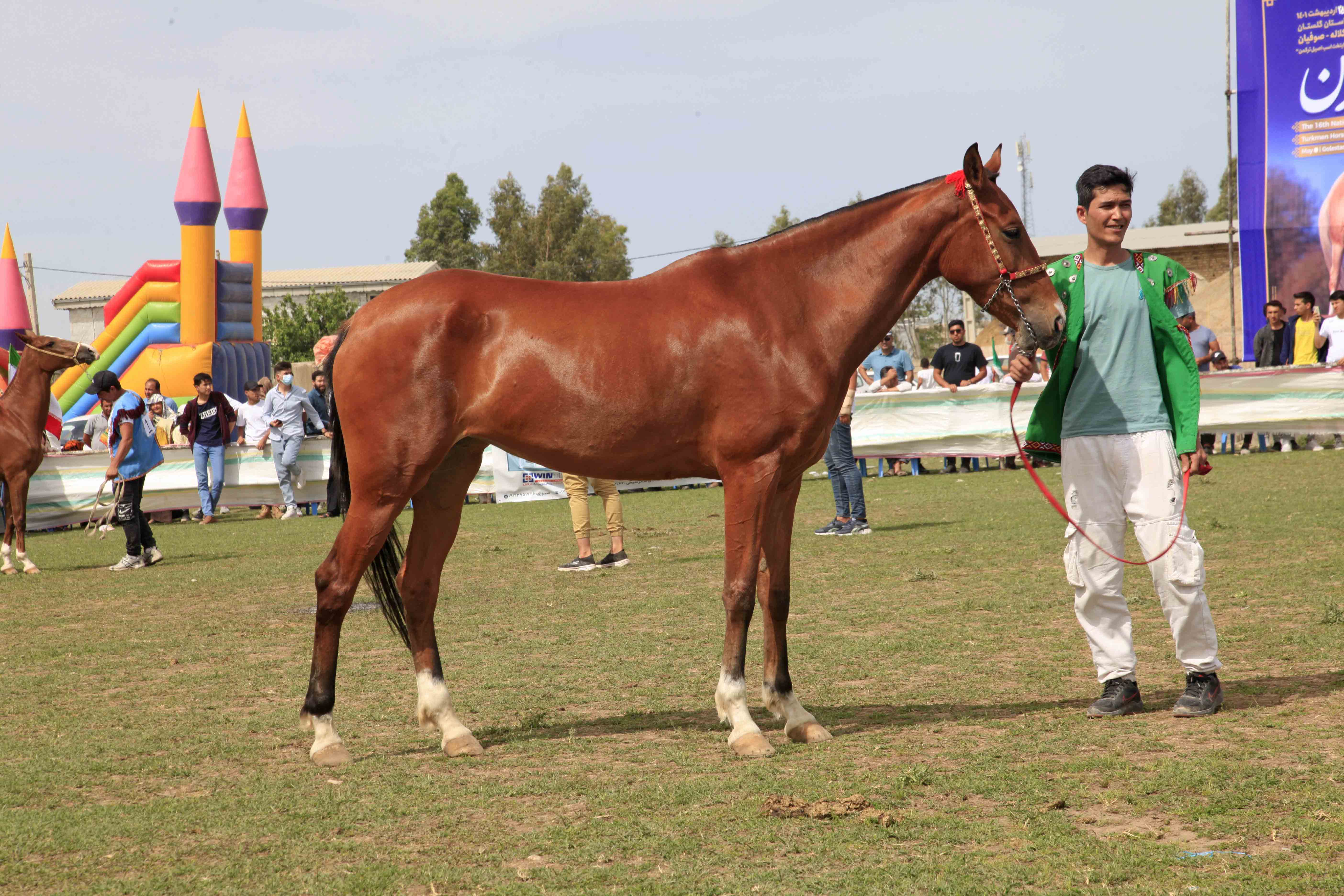 اسب، حیوانی جدا نشدنی از فرهنگ ترکمن‌ های ایران