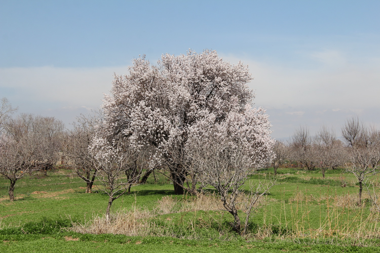 بوی بهار در باغستان سنتی قزوین