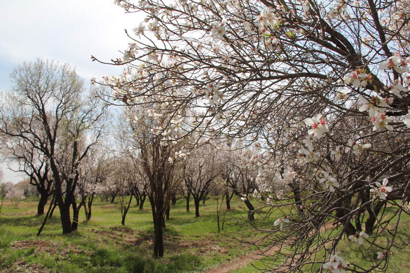تورهای قزوین‌گردی «شکوفه‌های بادام» در ایام نوروز برگزار می‌شود