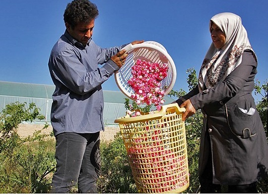 روستایی در ورامین که ۱/۵ تن گلاب تولید می کند